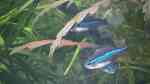 Aquarien mit Paracheirodon simulans (Blauer Neon)