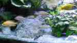 Aquarien mit Synodontis lucipinnis