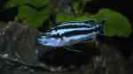 Aquarien mit Melanochromis kaskazini (Northern blue)