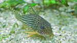 Corydoras sterbai im Aquarium (Einrichtungsbeispiele mit Sterbas Panzerwels)