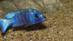 Einrichtungsbeispiele für Placidochromis phenochilus (Weißlippen Phenochilus)