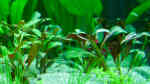 Aquarien mit Ludwigia glandulosa (Rote Stern-Ludwigie)