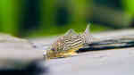 Corydoras sterbai im Aquarium (Einrichtungsbeispiele mit Sterbas Panzerwels)