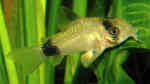 Aquarien für Corydoras panda (Panda-Panzerwels)