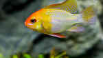 Mikrogeophagus ramirezi im Aquarium halten (Einrichtungsbeispiele für Südamerikanische Schmetterlingsbuntbarsche)