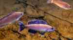 Aquarien mit Cyprichromis leptosoma (Blauer Heringscichlide)