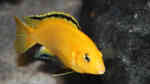 Labidochromis "Yellow" caeruleus im Aquarium halten (Einrichtungsbeispiele für Gelber Malawimaulbrüter)