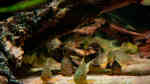 Corydoras sterbai im Aquarium (Einrichtungsbeispiele mit Sterbas Panzerwels)