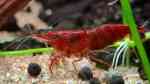 Neocaridina davidi im Aquarium (Einrichtungsbeispiele für Rückenstrichgarnelen)