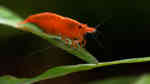 Neocaridina davidi im Aquarium (Einrichtungsbeispiele für Rückenstrichgarnelen)