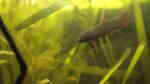 Kampffische im Aquarium halten (Einrichtungsbeispiele mit Betta-Arten)