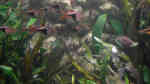 Aquarien mit Moenkhausia pittieri (Brillantsalmler)