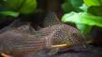 Corydoras sterbai im Aquarium (Einrichtungsbeispiele mit Sterbas Panzerwels)