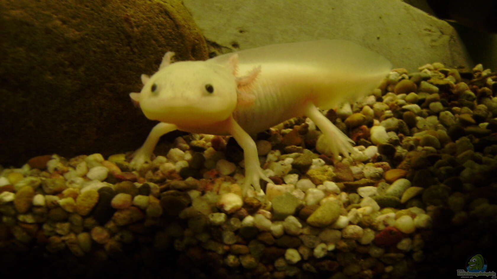 Ambystoma mexicanum - Axolotl: Alle Infos