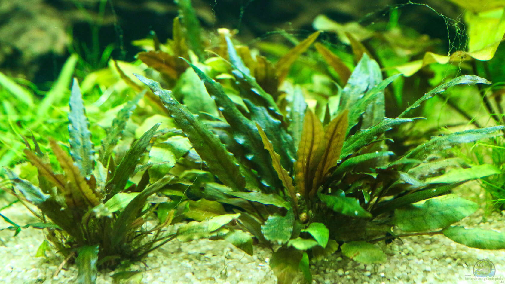 Cryptocoryne beckettii - Becketts Wasserkelch