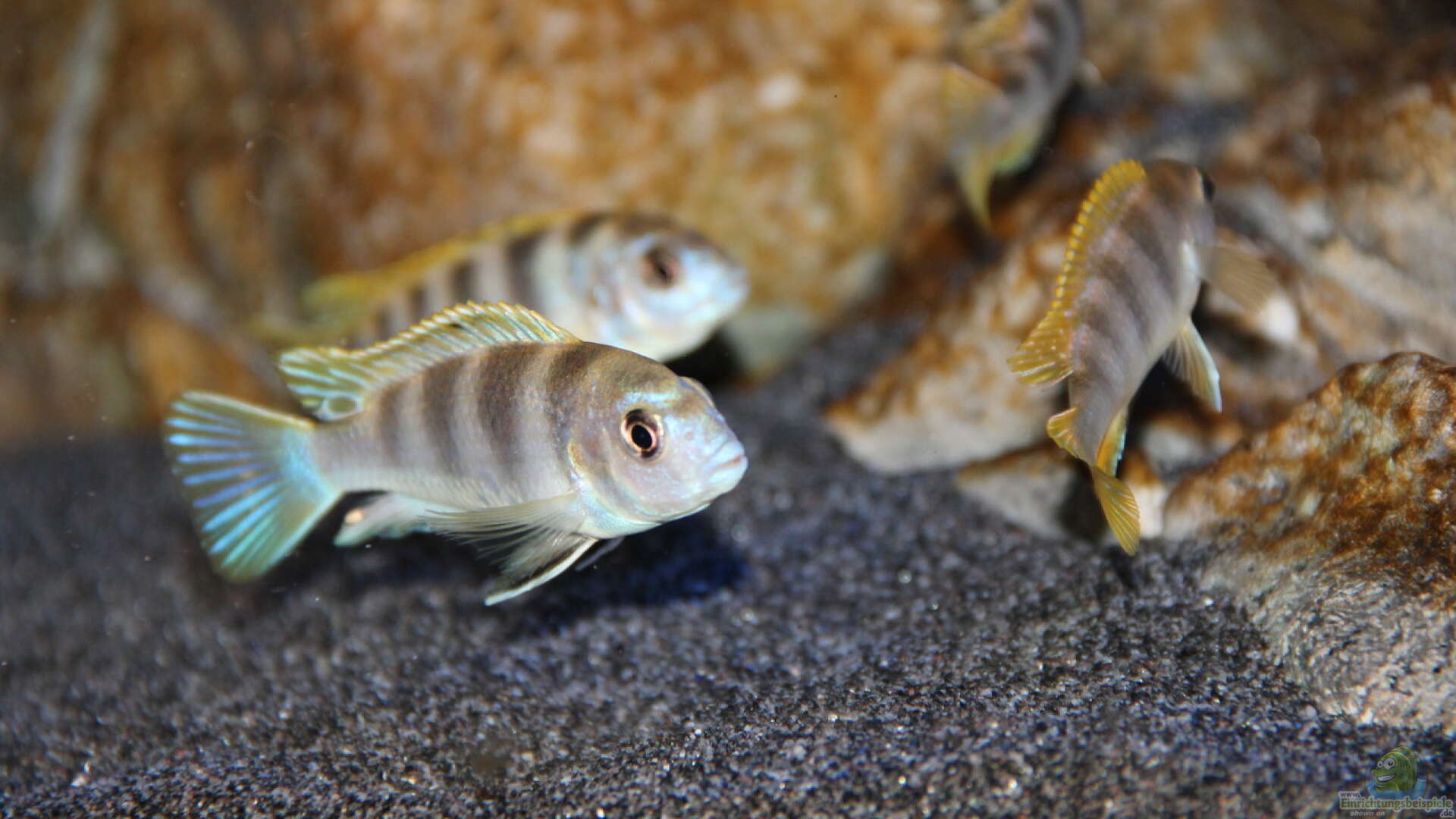 Labidochromis sp. perlmutt: Alle wichtigen Infos