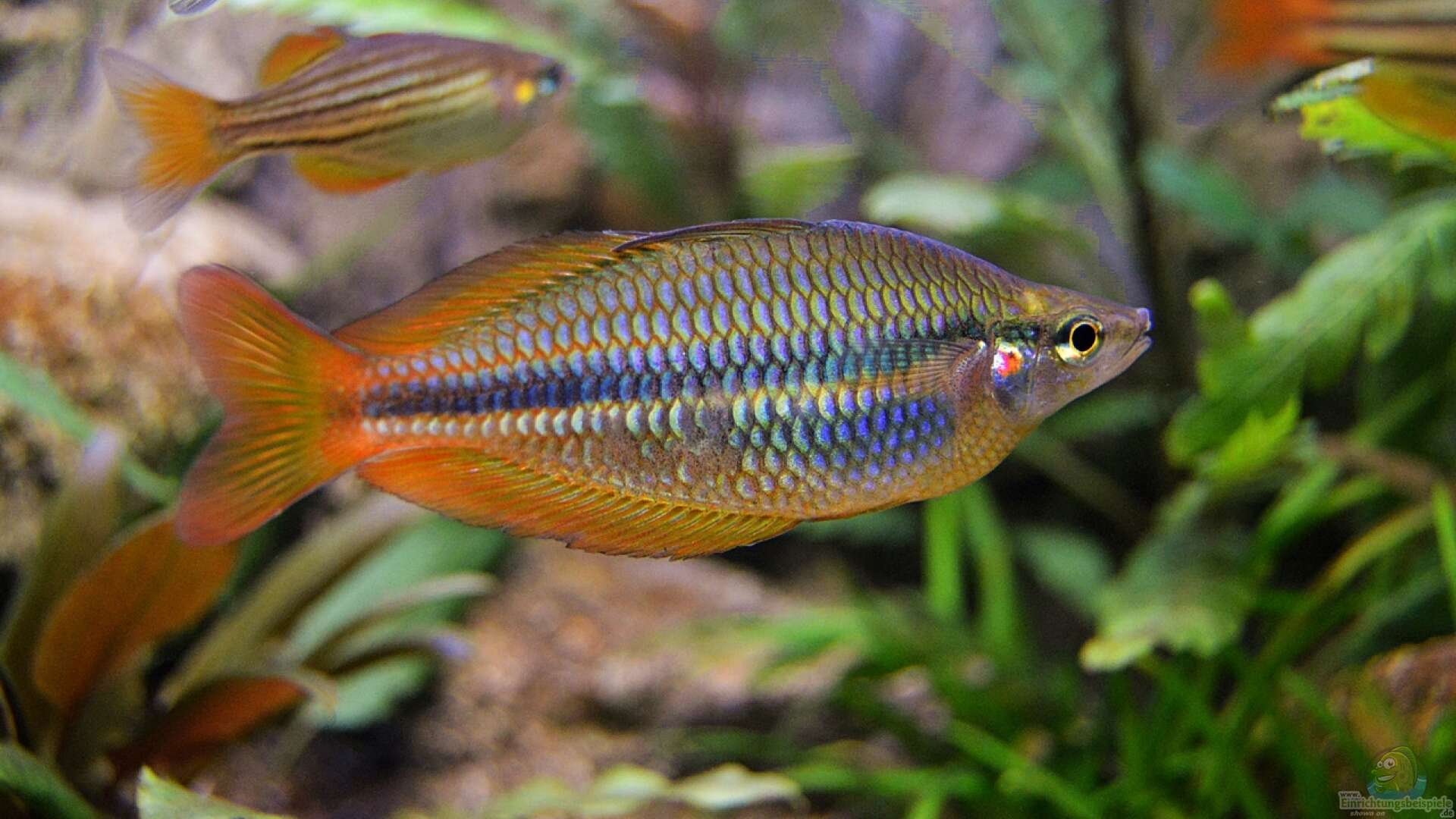 regenbogenfische im gesellschaftsbecken