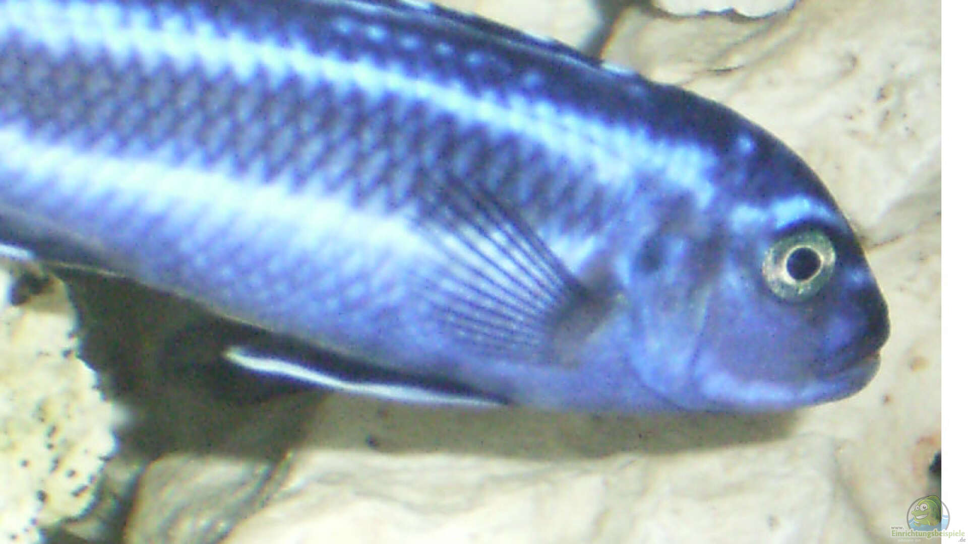 Melanochromis maingano: Alle wichtigen Infos