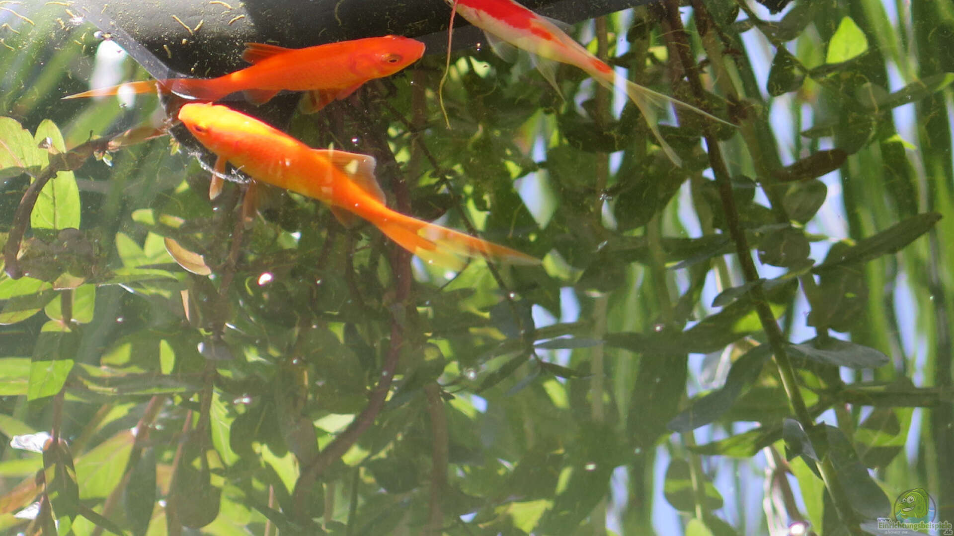 Carassius auratus - Goldfisch: Alle wichtigen Infos