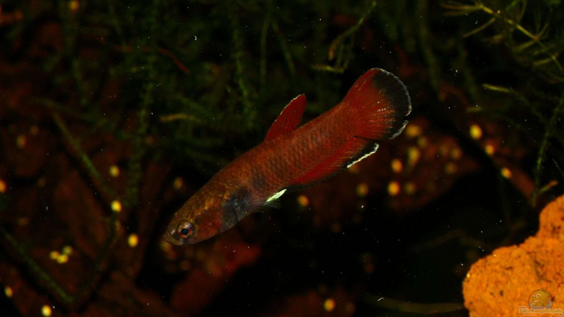Betta channoides in a tank