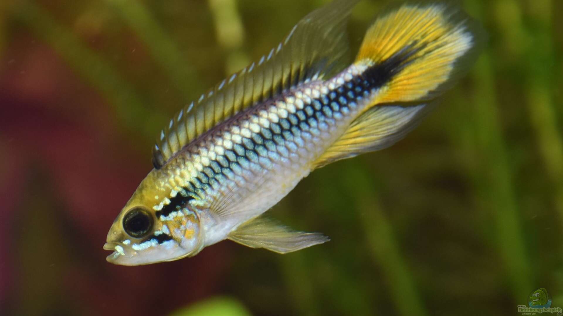 Apistogramma agassizii: Alle wichtigen Infos