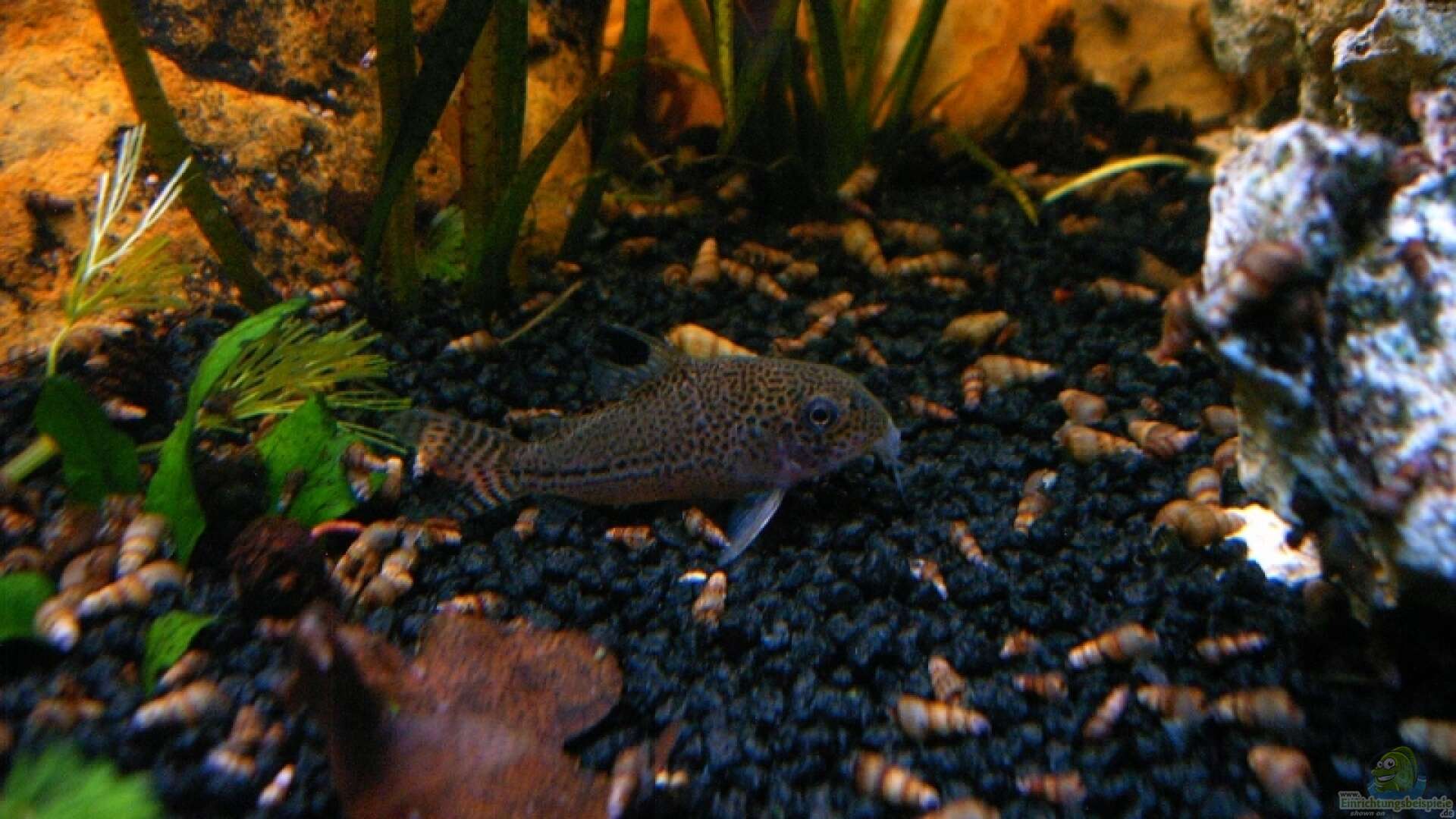 Corydoras - Panzerwelse: Alle wichtigen Infos