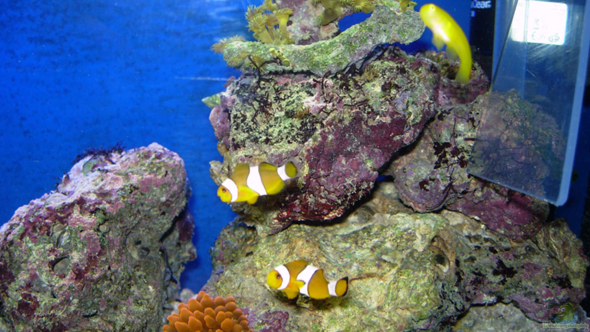 Amphiprion ocellaris - Falscher Clownfisch: Alle Infos