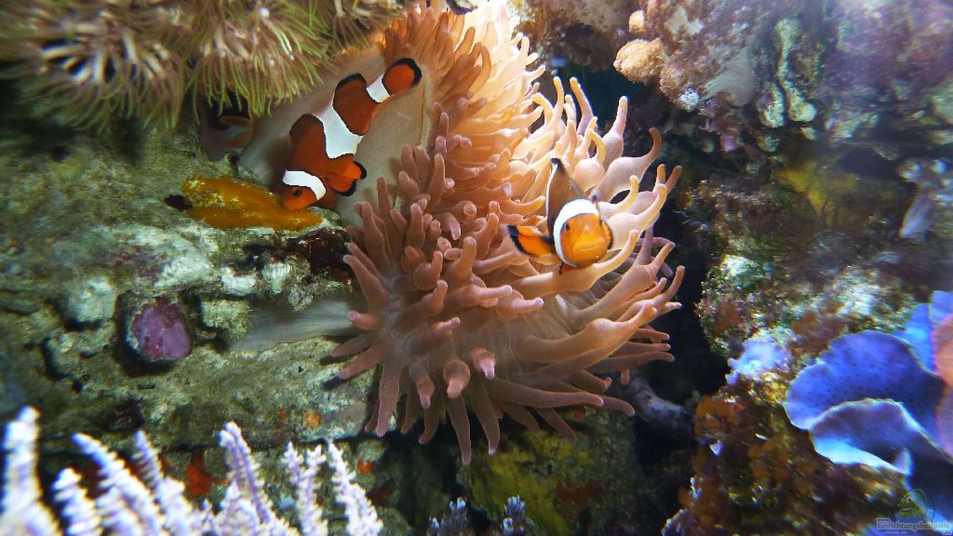 Amphiprion ocellaris - Falscher Clownfisch: Alle Infos