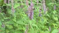 Die Seite ´Agastache foeniculum im Garten pflanzen´ ist neu oder wurde geändert