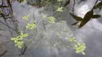 Die Seite ´Callitriche palustris im Gartenteich pflegen´ ist neu oder wurde geändert