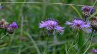 Die Seite ´Centaurea jacea im Garten pflanzen´ ist neu oder wurde geändert