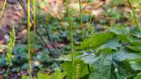 Die Seite ´Cimicifuga dahurica im Garten pflanzen´ ist neu oder wurde geändert