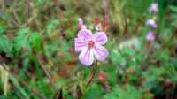 Die Seite ´Geranium robertianum im Garten pflanzen´ ist neu oder wurde geändert