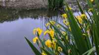 Die Seite ´Iris pseudacorus am Gartenteich´ ist neu oder wurde geändert