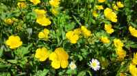 Die Seite ´Ranunculus repens im Garten pflanzen´ ist neu oder wurde geändert