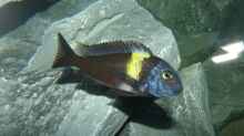 Tropheus