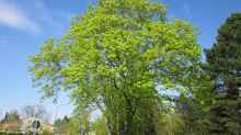 Acer platanoides