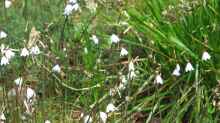 Acis autumnalis