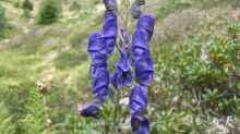 Aconitum napellus