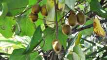 Actinidia deliciosa