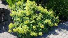 Alchemilla mollis