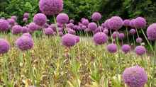 Allium giganteum