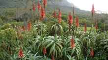 Aloe arborescens