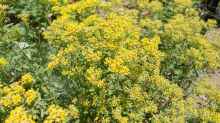 Alyssum markgrafii