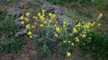 Alyssum montanum