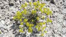 Alyssum serpyllifolium