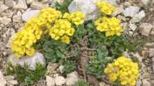 Alyssum wulfenianum