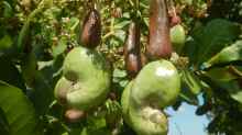 Anacardium occidentale