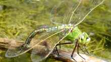 Anax imperator