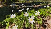 Anemone nemorosa